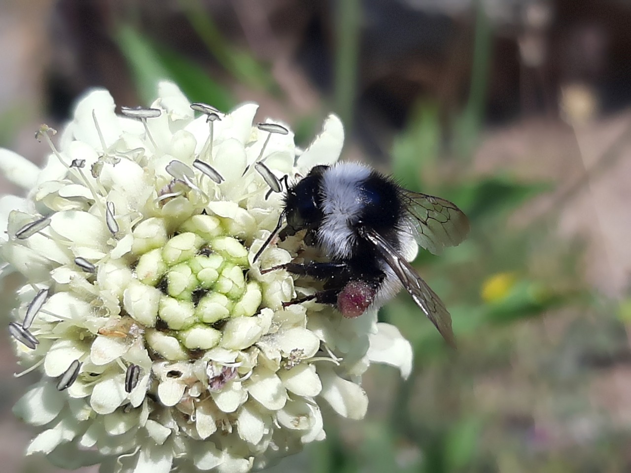 Bombus persicus