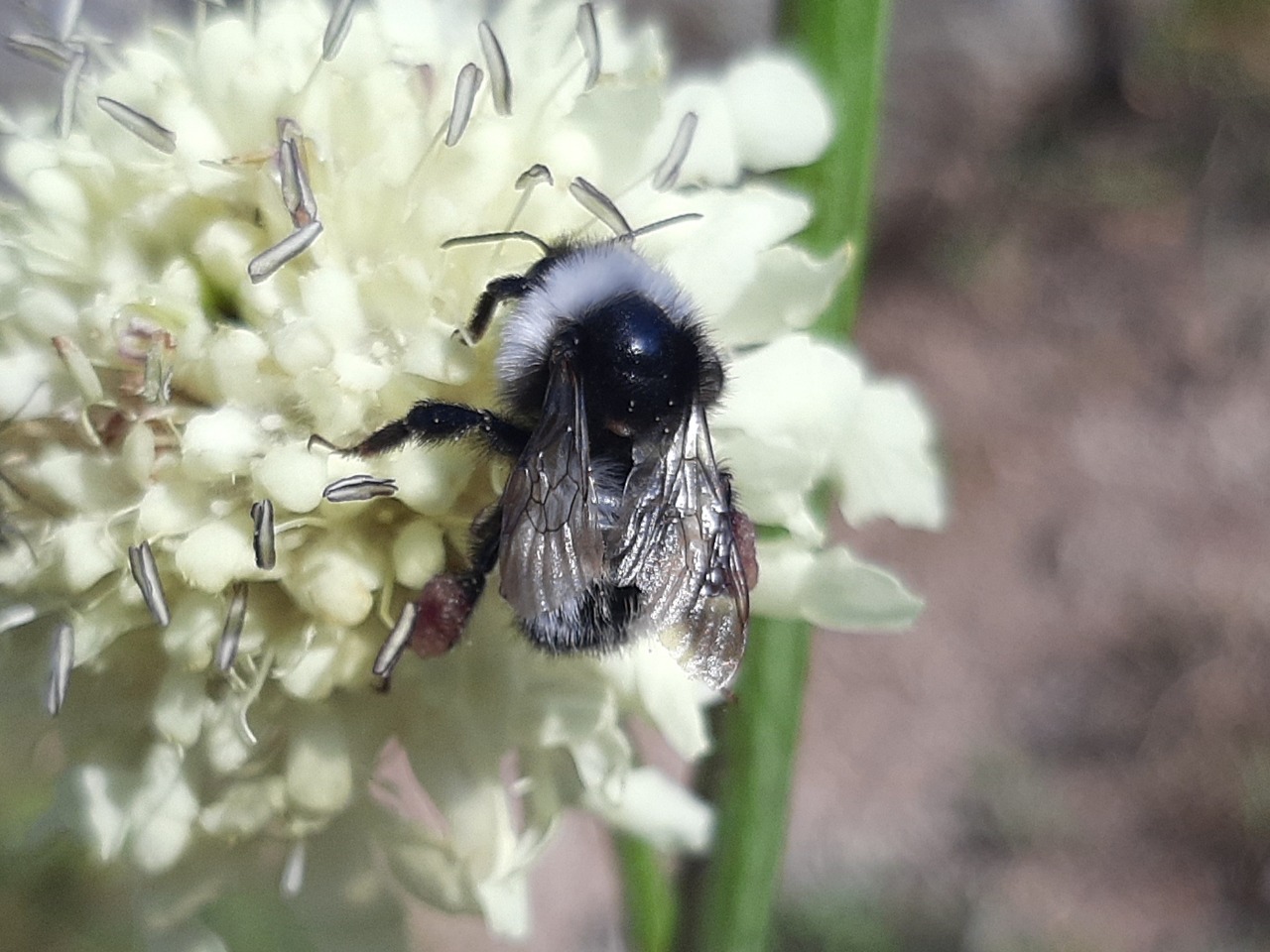Bombus persicus