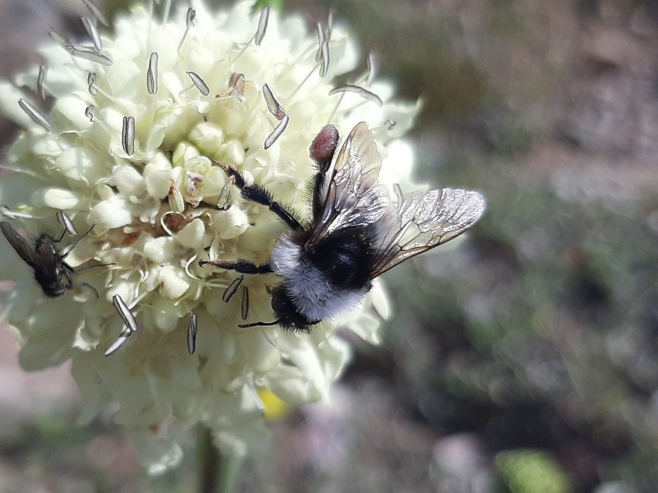 Bombus persicus