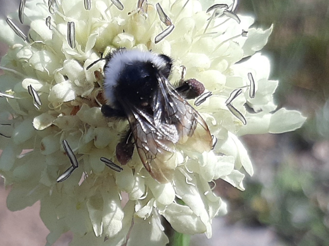 Bombus persicus