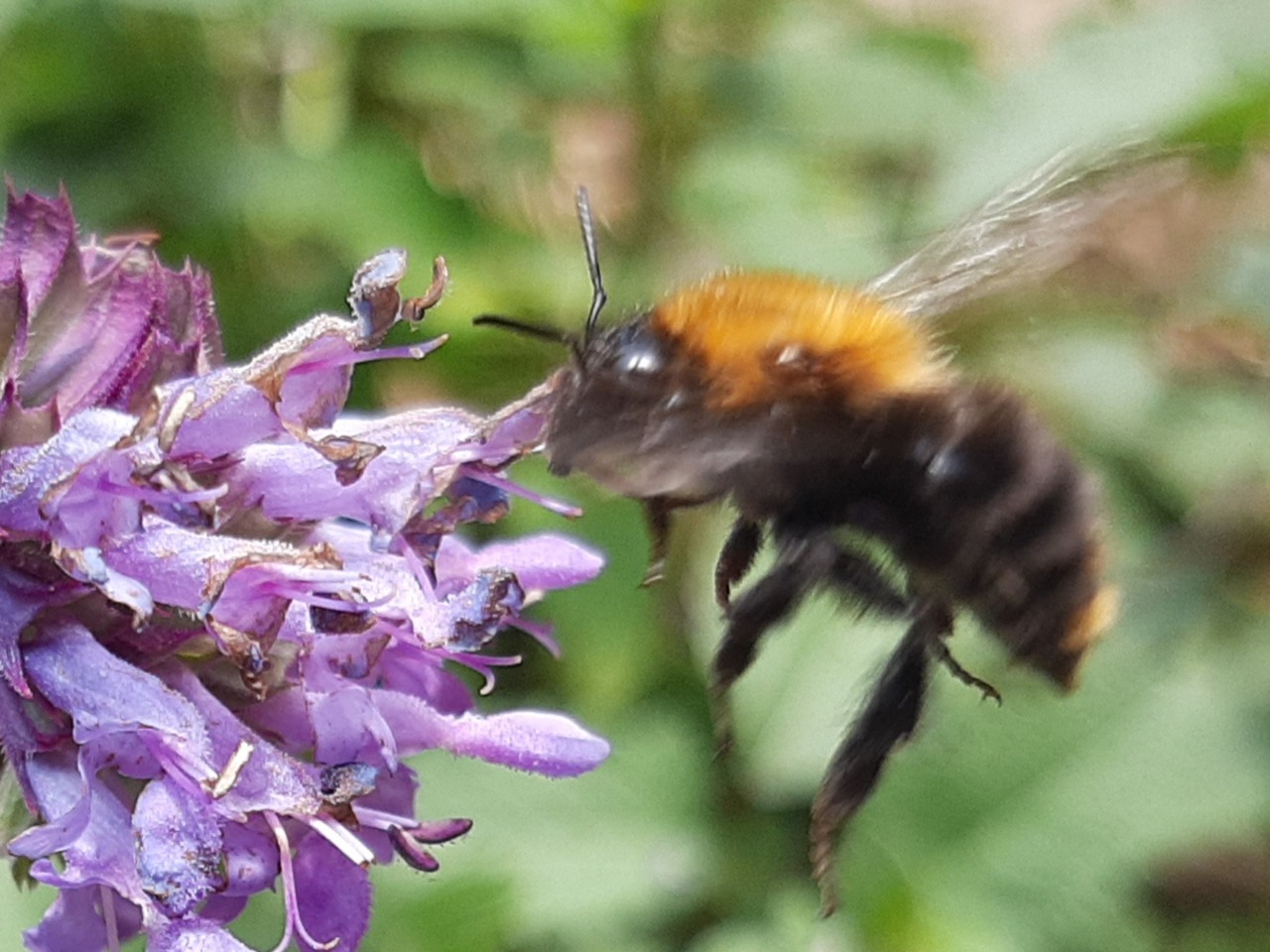 Bombus pascuorum