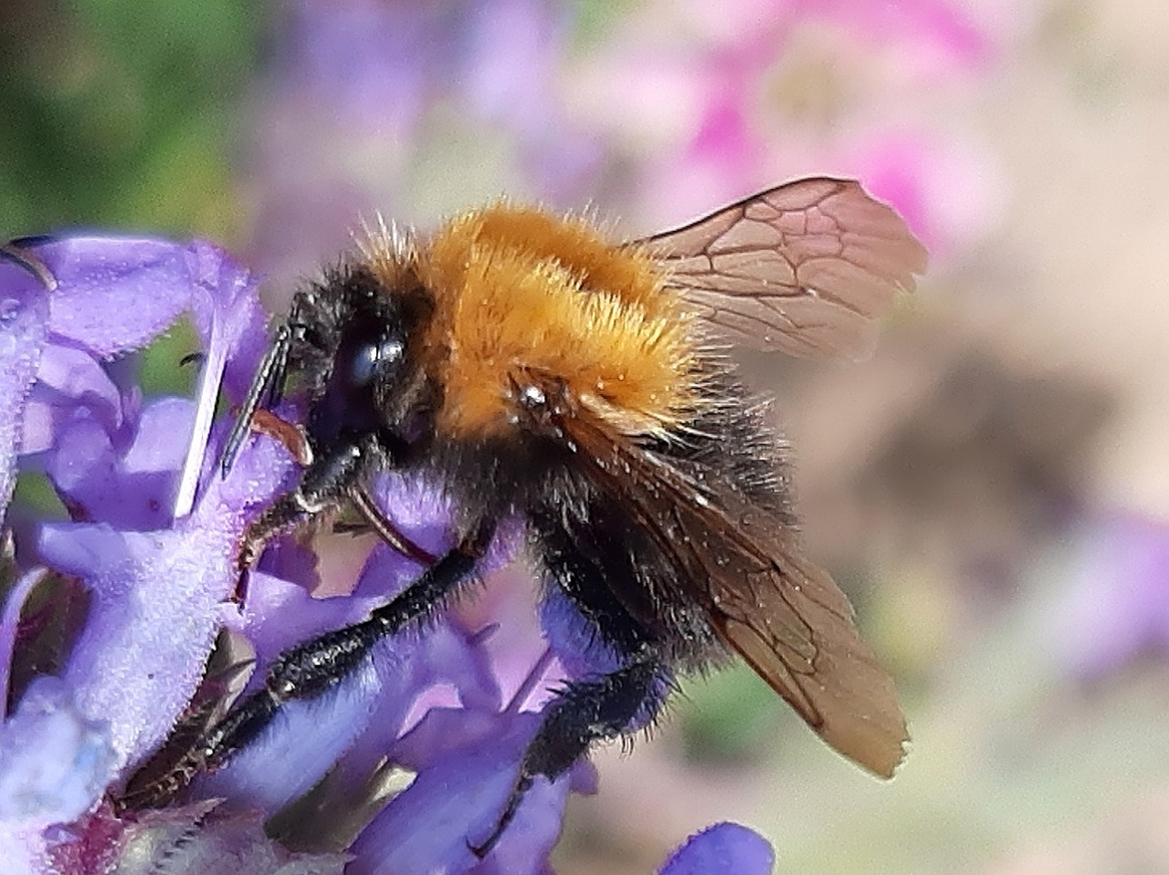 Bombus pascuorum
