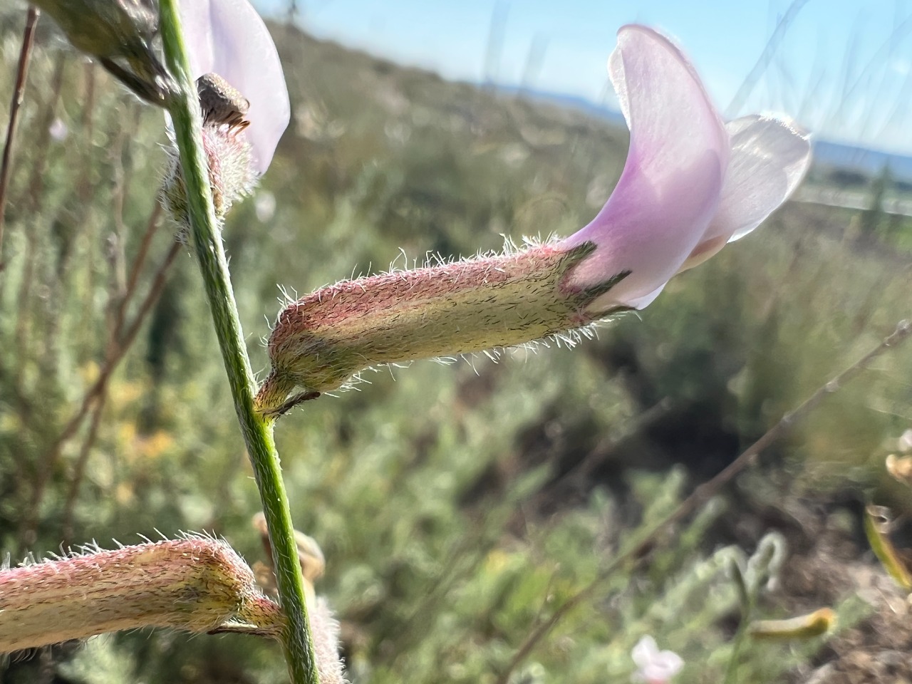 Astragalus aucheri