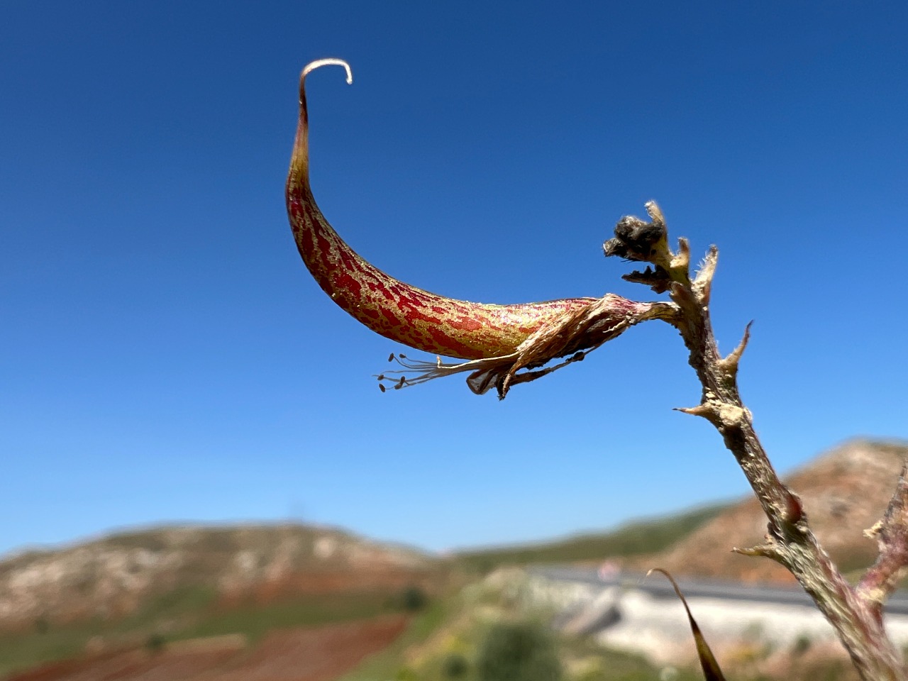 Astragalus zaraensis
