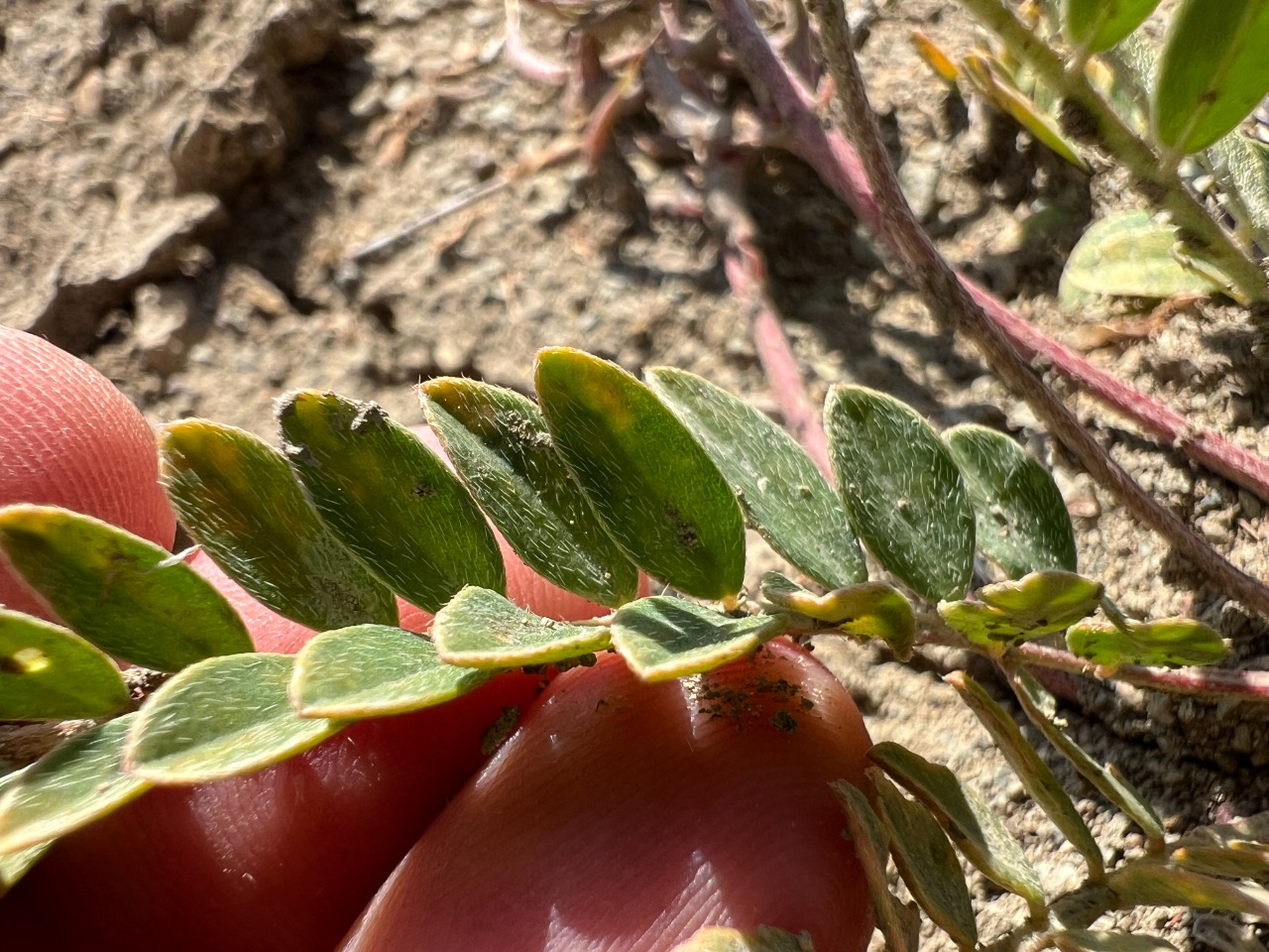 Astragalus zaraensis