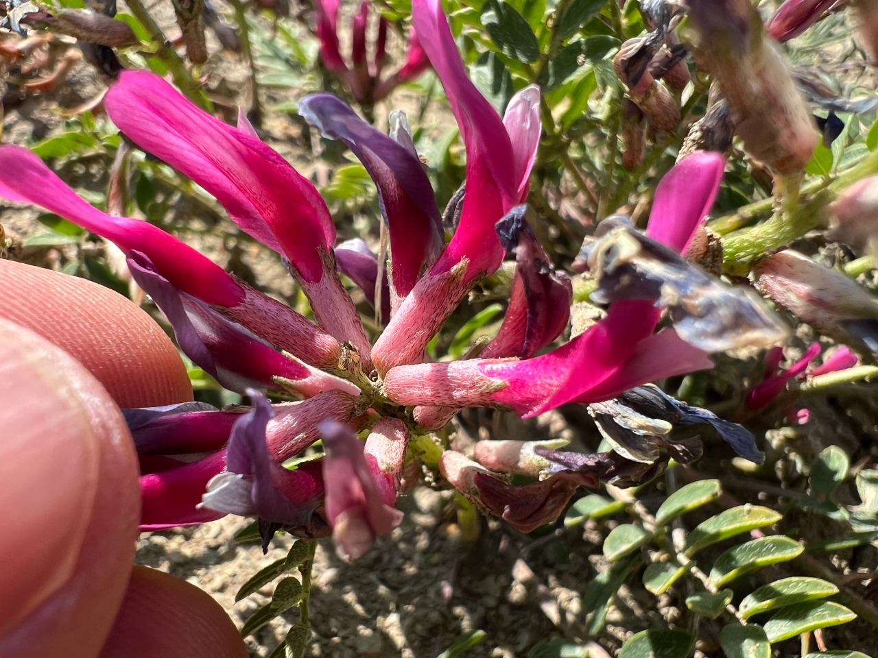 Astragalus zaraensis