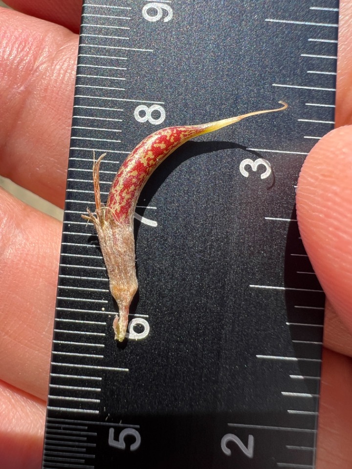 Astragalus zaraensis