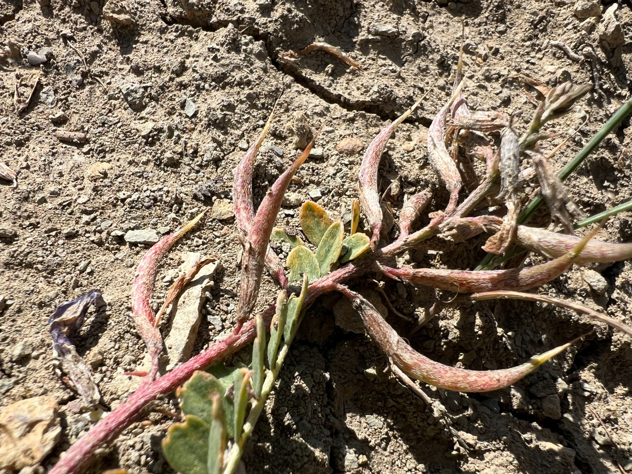 Astragalus zaraensis