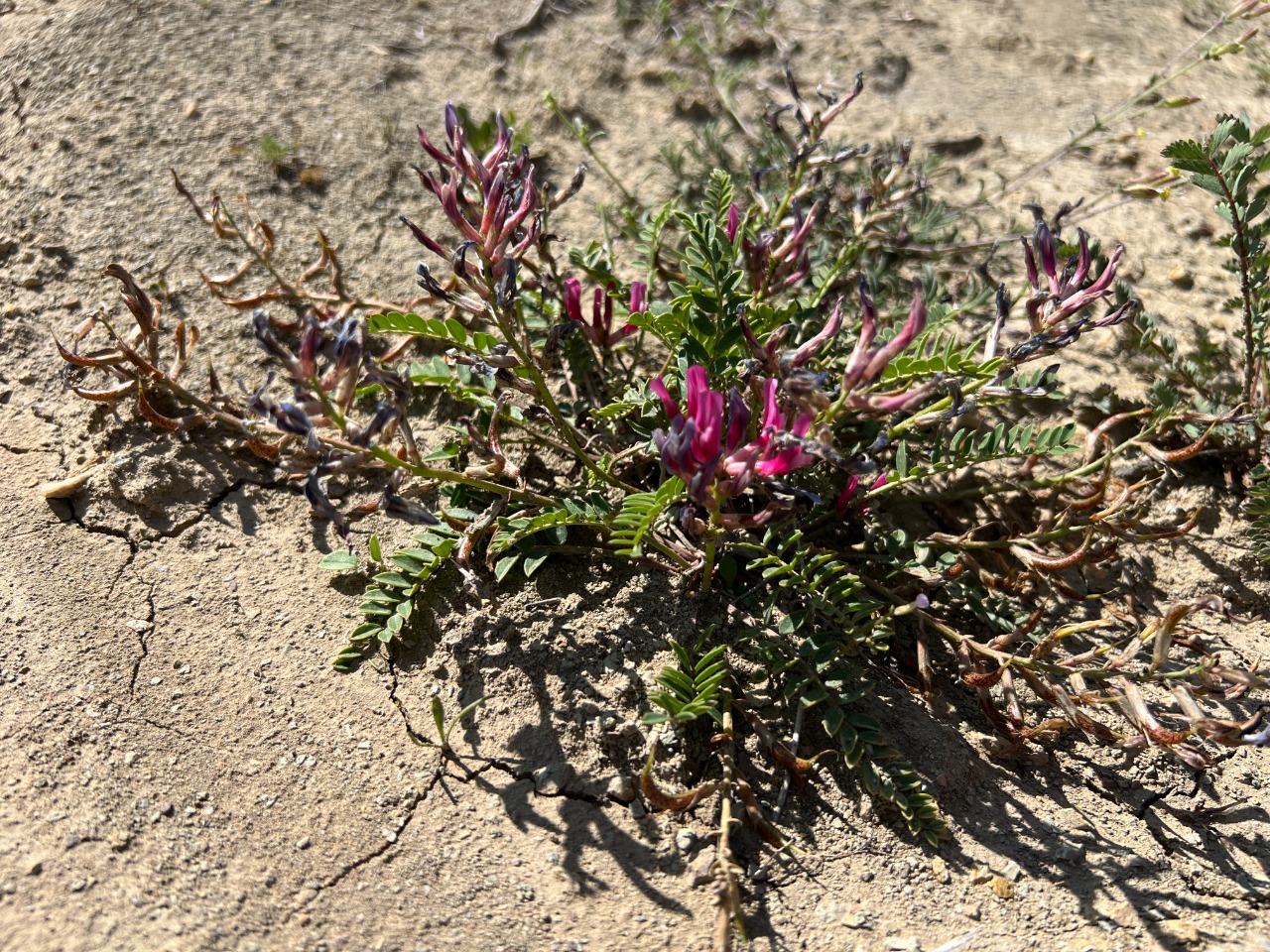 Astragalus zaraensis