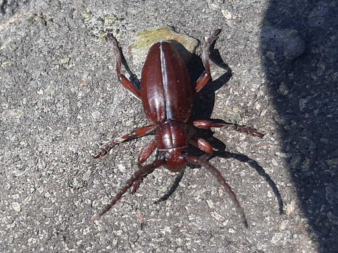 Dorcadion subsericatum subsp. rufipenne