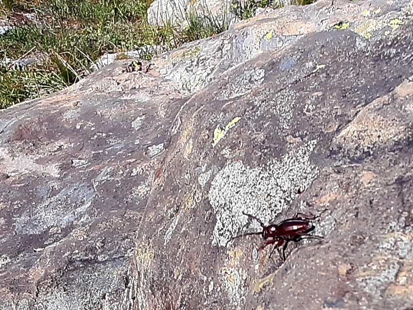 Dorcadion subsericatum subsp. rufipenne