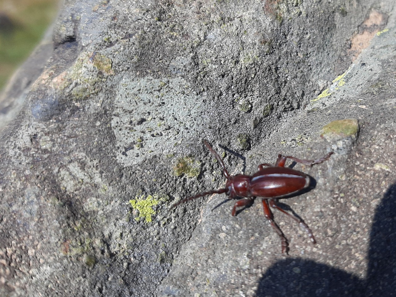 Dorcadion subsericatum subsp. rufipenne