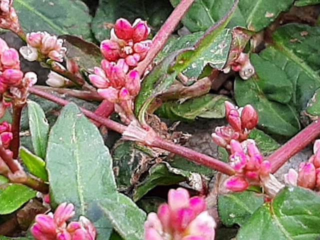 Persicaria maculosa