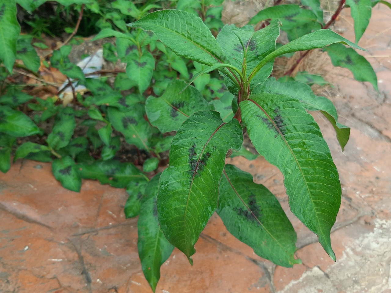 Persicaria maculosa