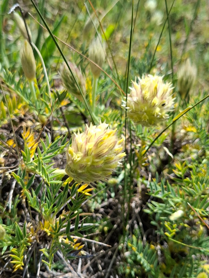 Astragalus gueruenensis