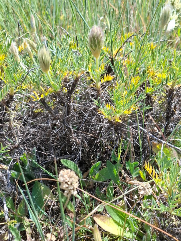 Astragalus gueruenensis