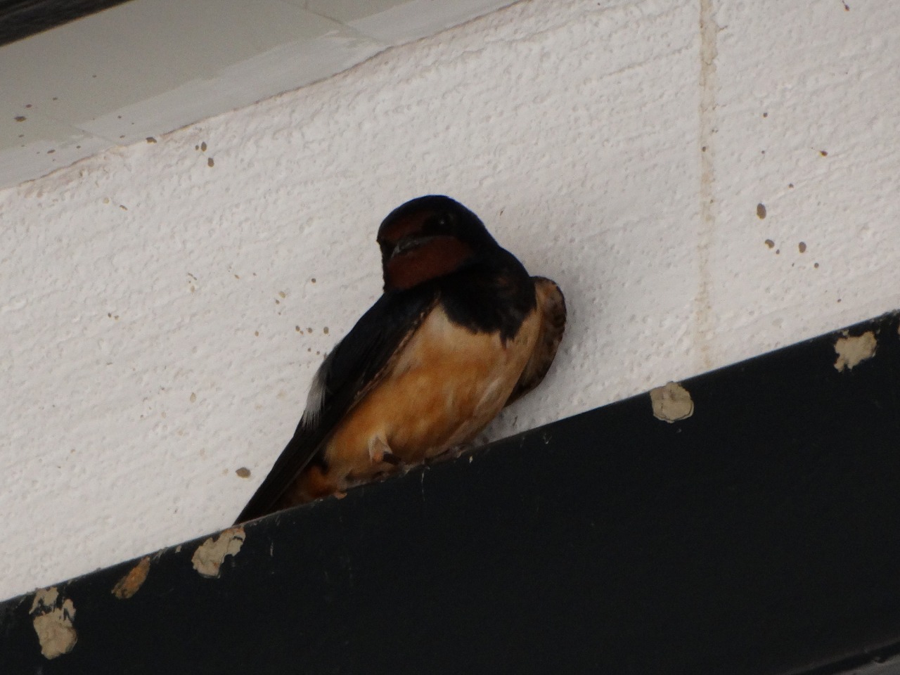 Hirundo rustica