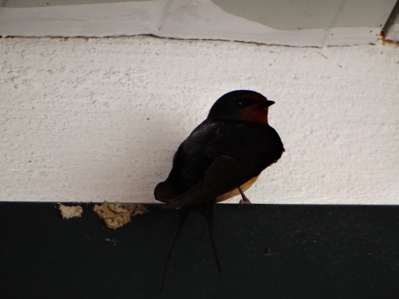 Hirundo rustica