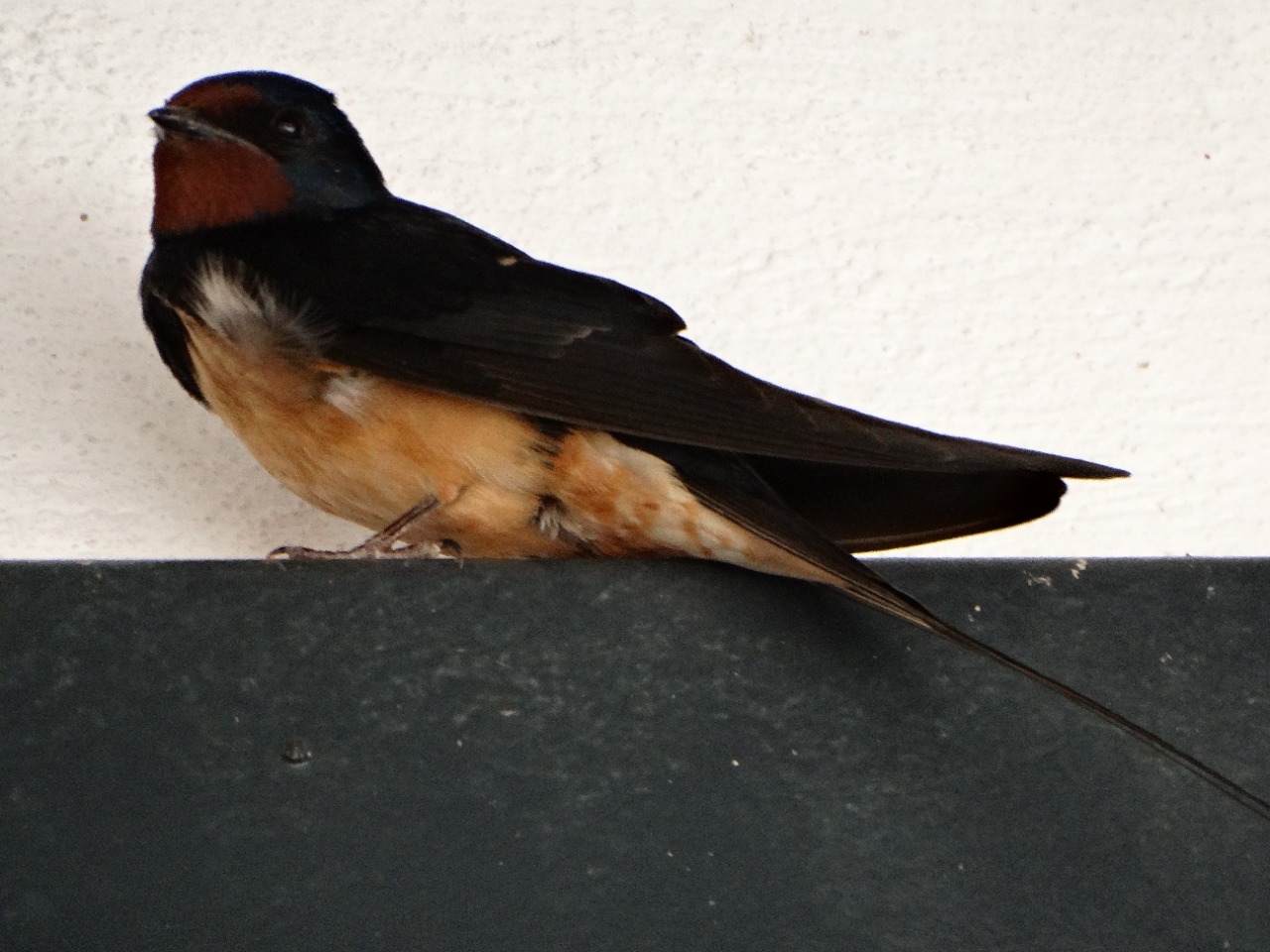 Hirundo rustica