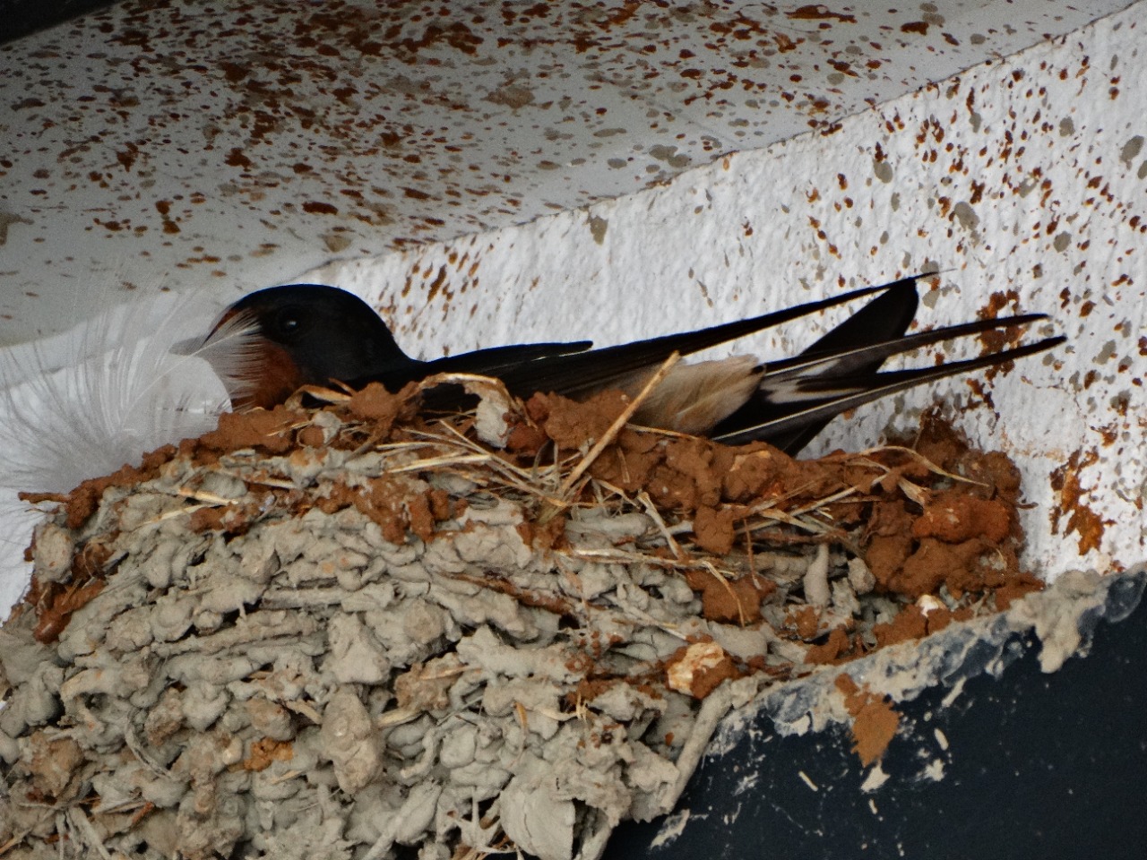 Hirundo rustica