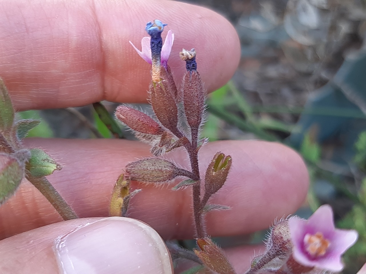 Anchusa limbata