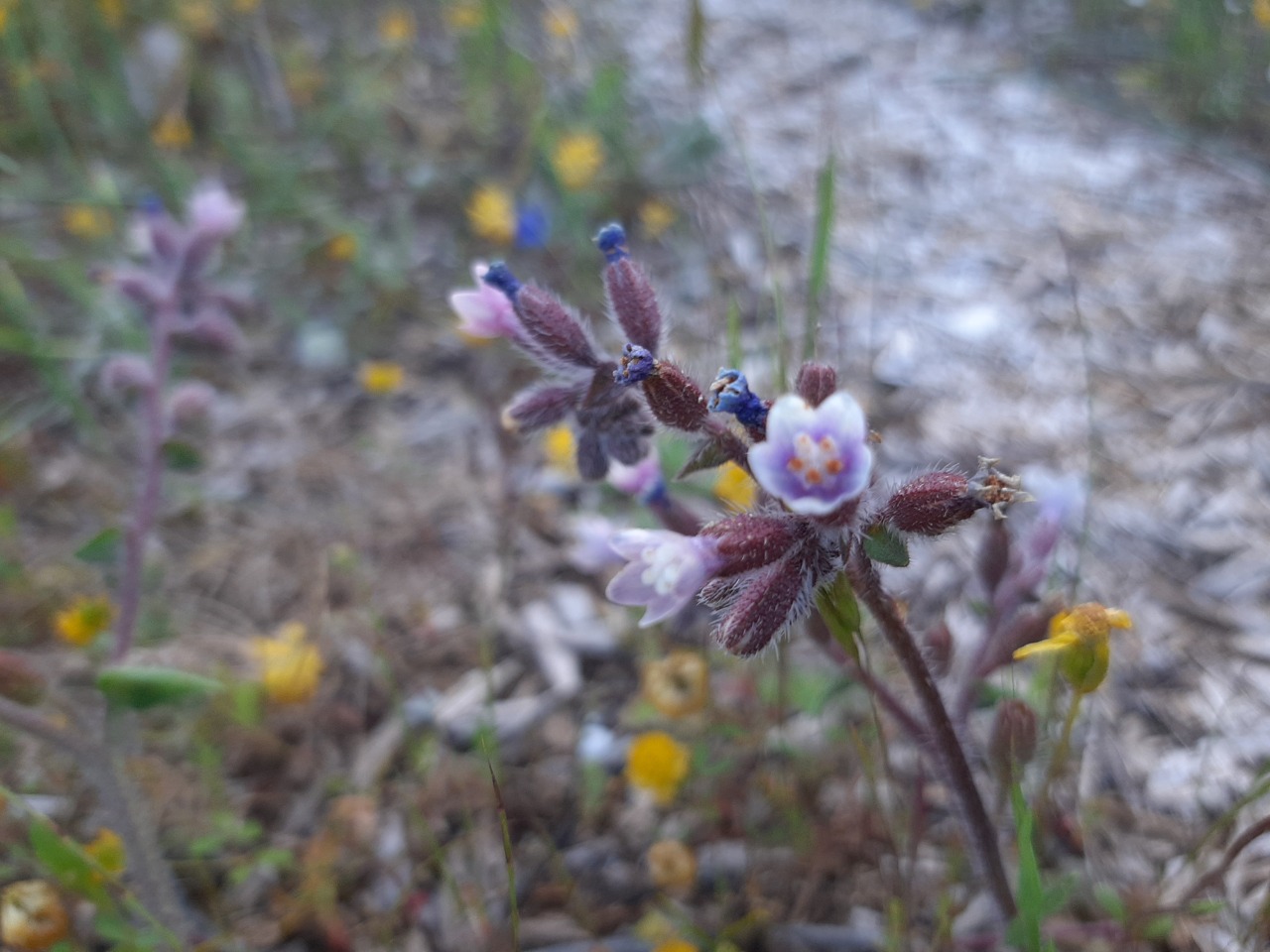 Anchusa limbata
