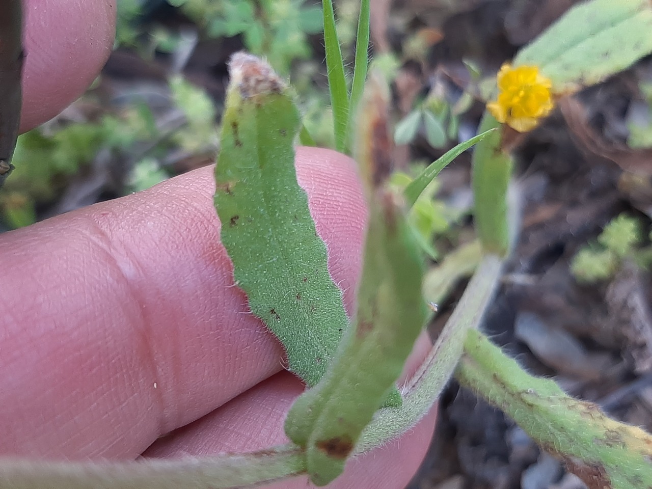 Anchusa limbata