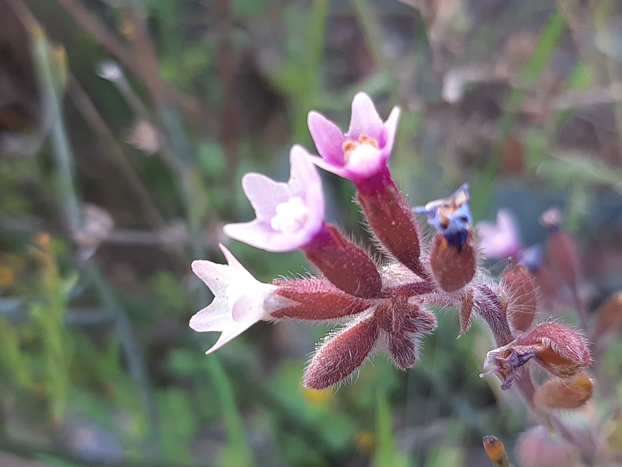 Anchusa limbata