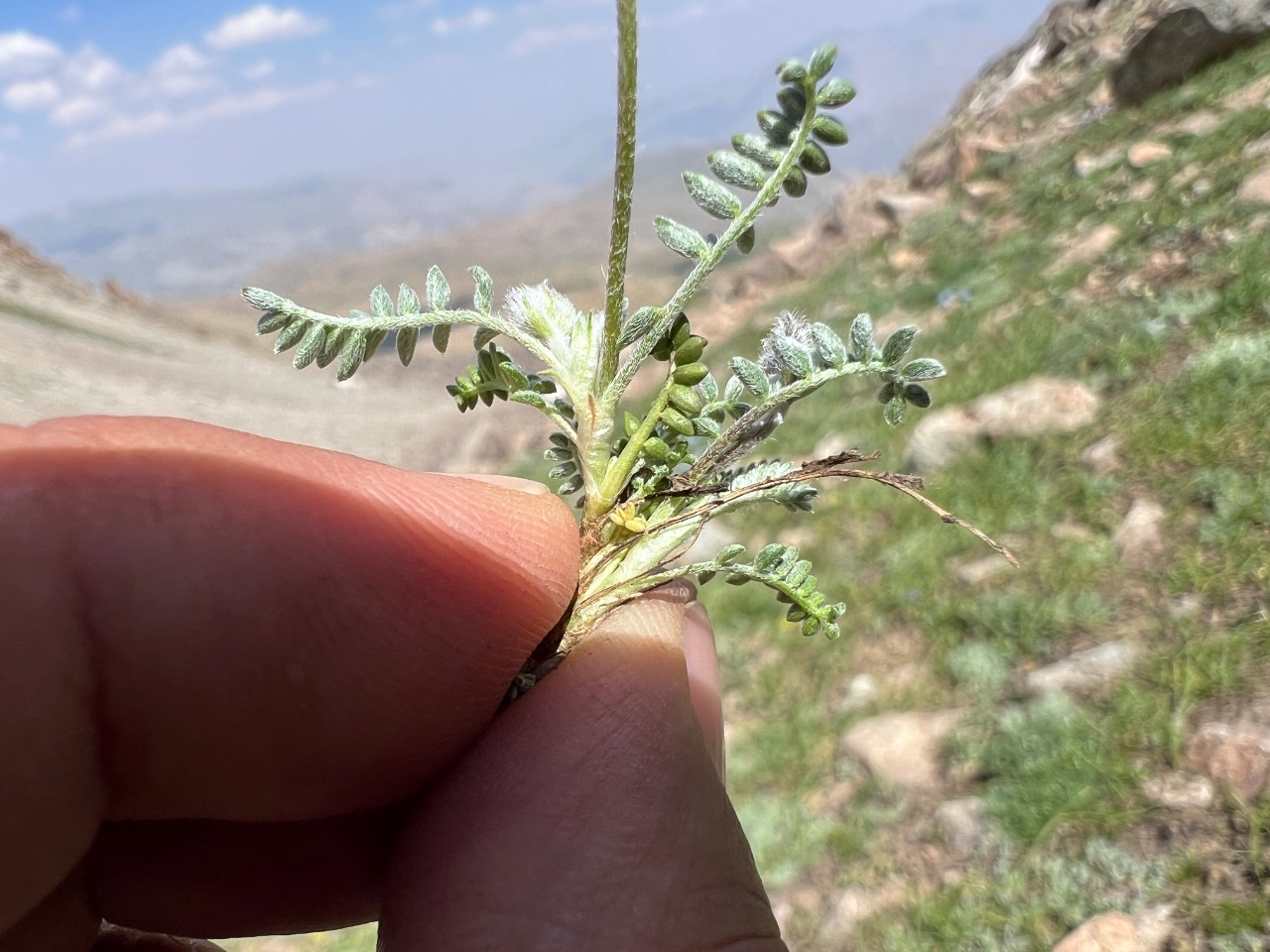 Oxytropis savellanica