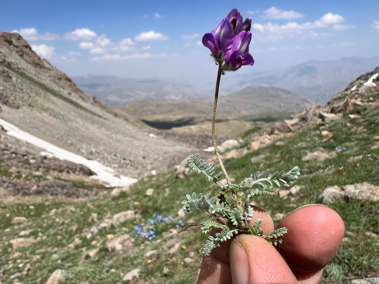 Oxytropis savellanica