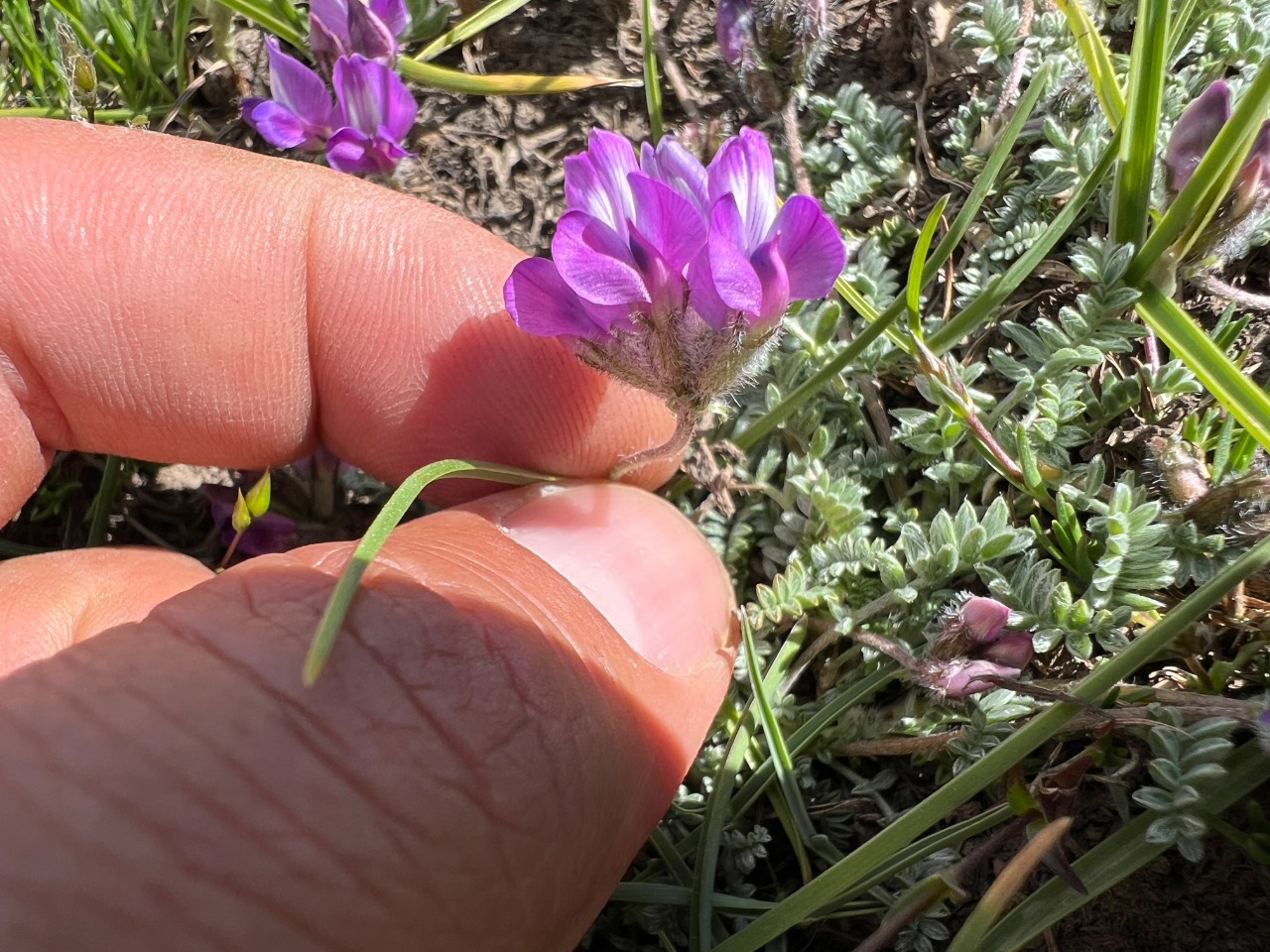 Oxytropis savellanica