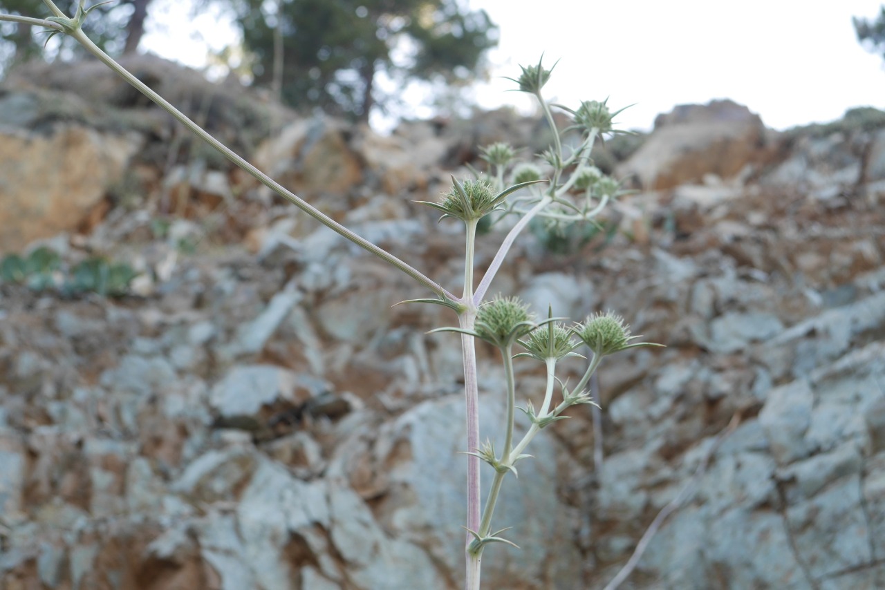 Eryngium thorifolium