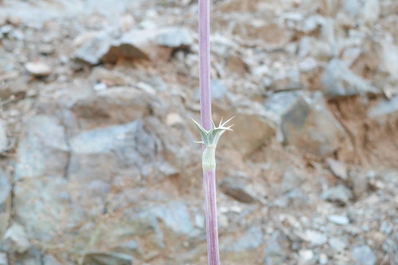 Eryngium thorifolium