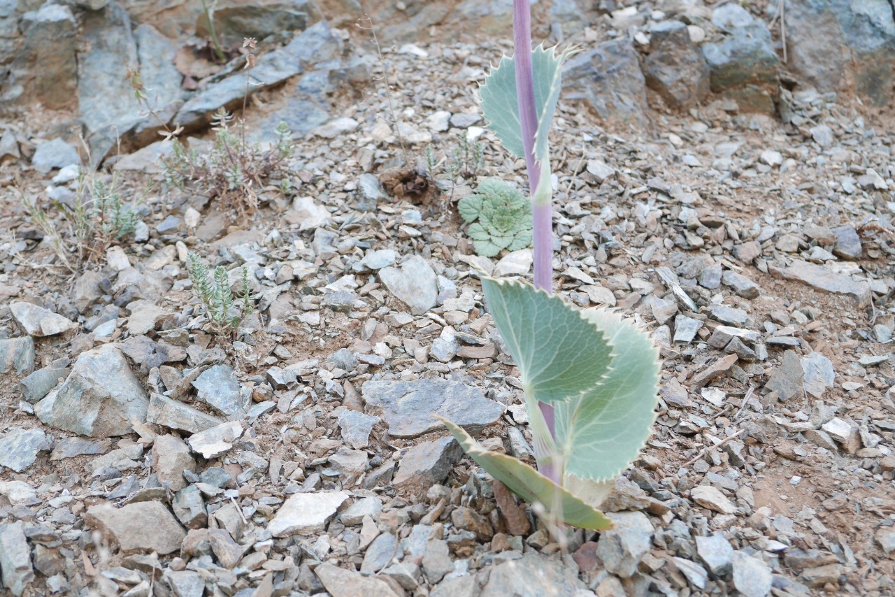 Eryngium thorifolium