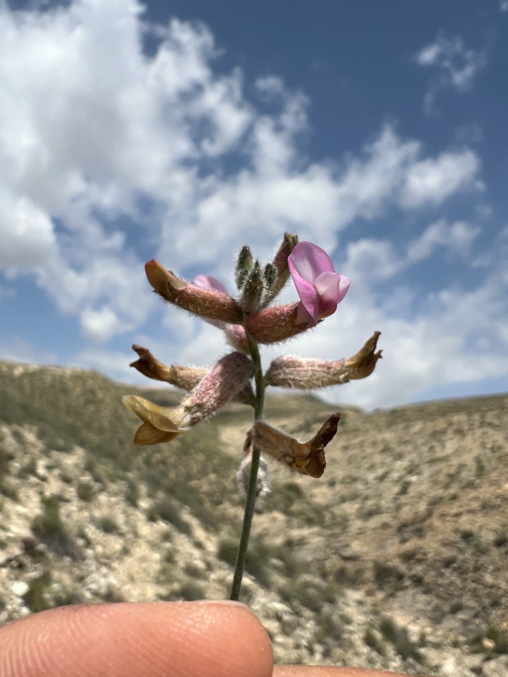 Astragalus nitidissimus