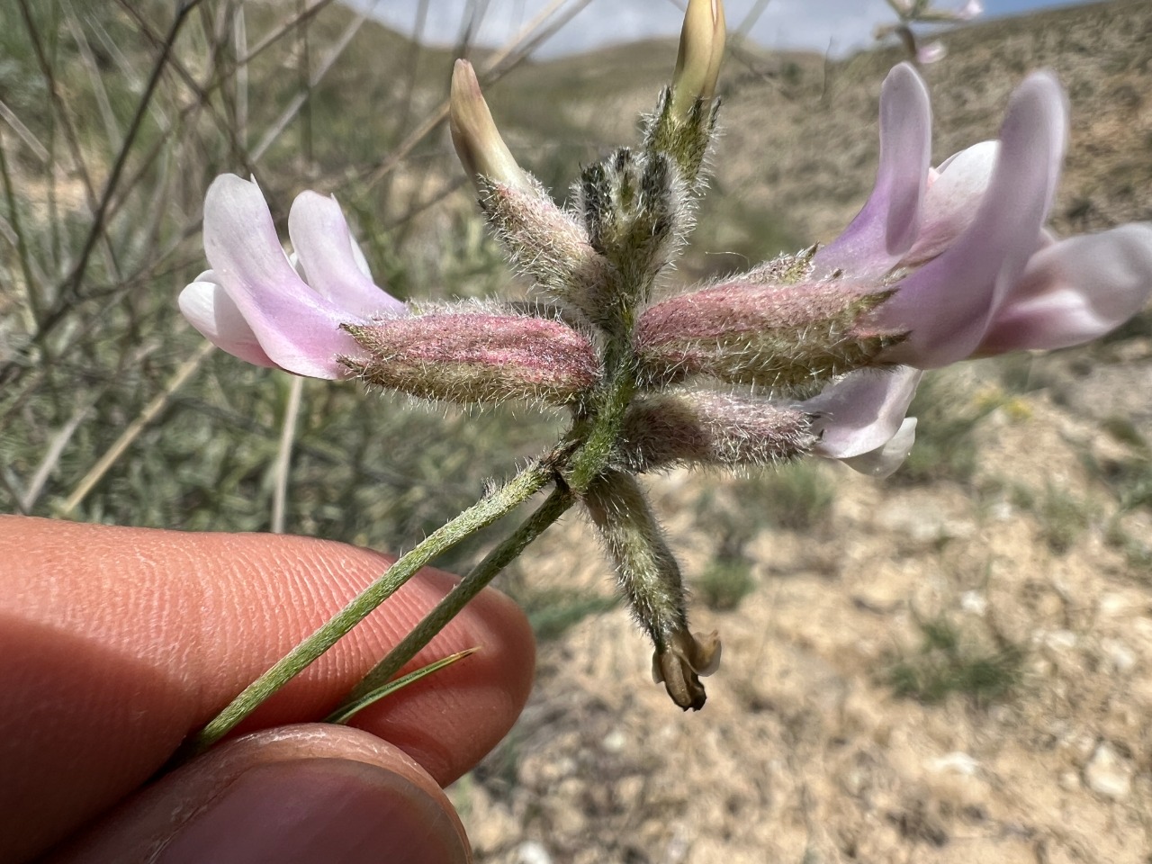 Astragalus nitidissimus