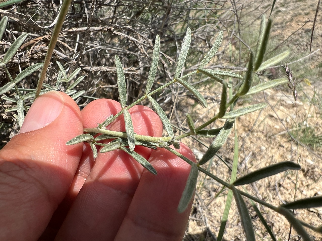 Astragalus nitidissimus