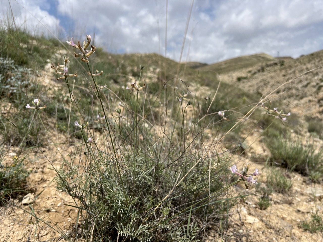 Astragalus nitidissimus