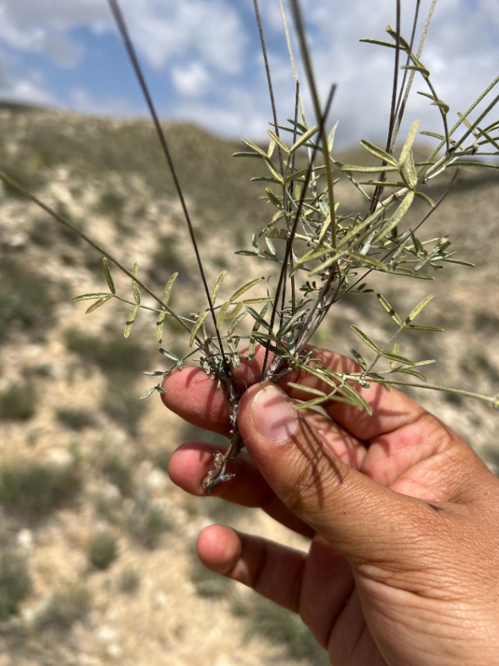 Astragalus nitidissimus