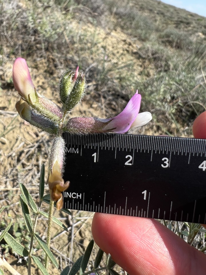 Astragalus nitidissimus