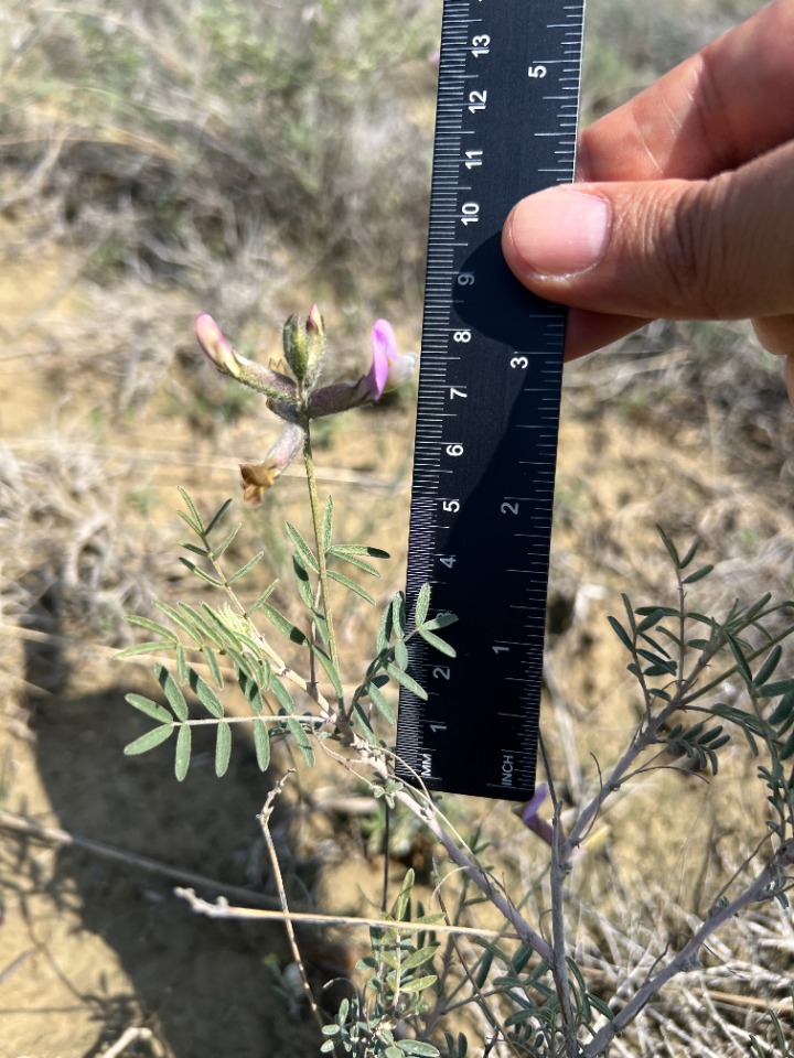 Astragalus nitidissimus