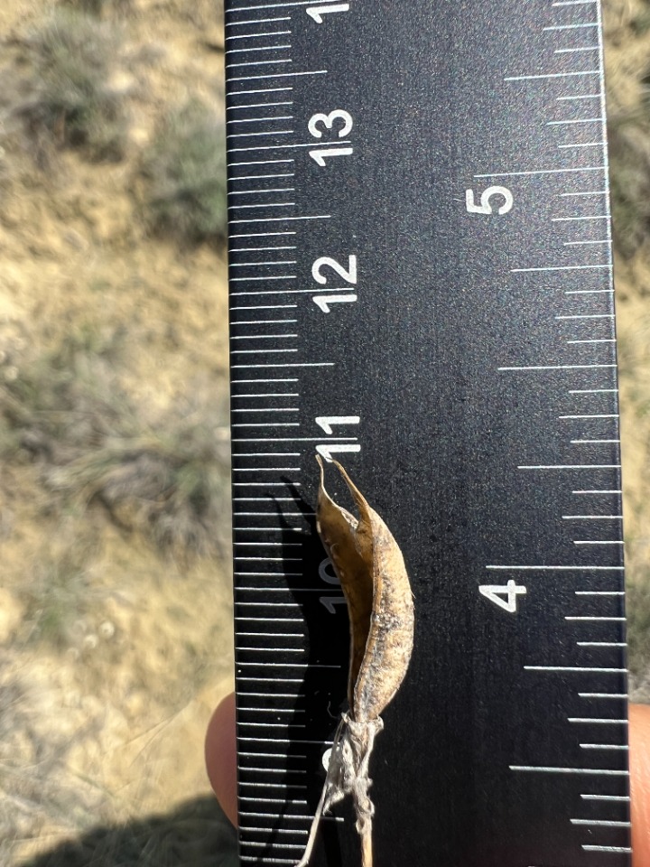 Astragalus nitidissimus