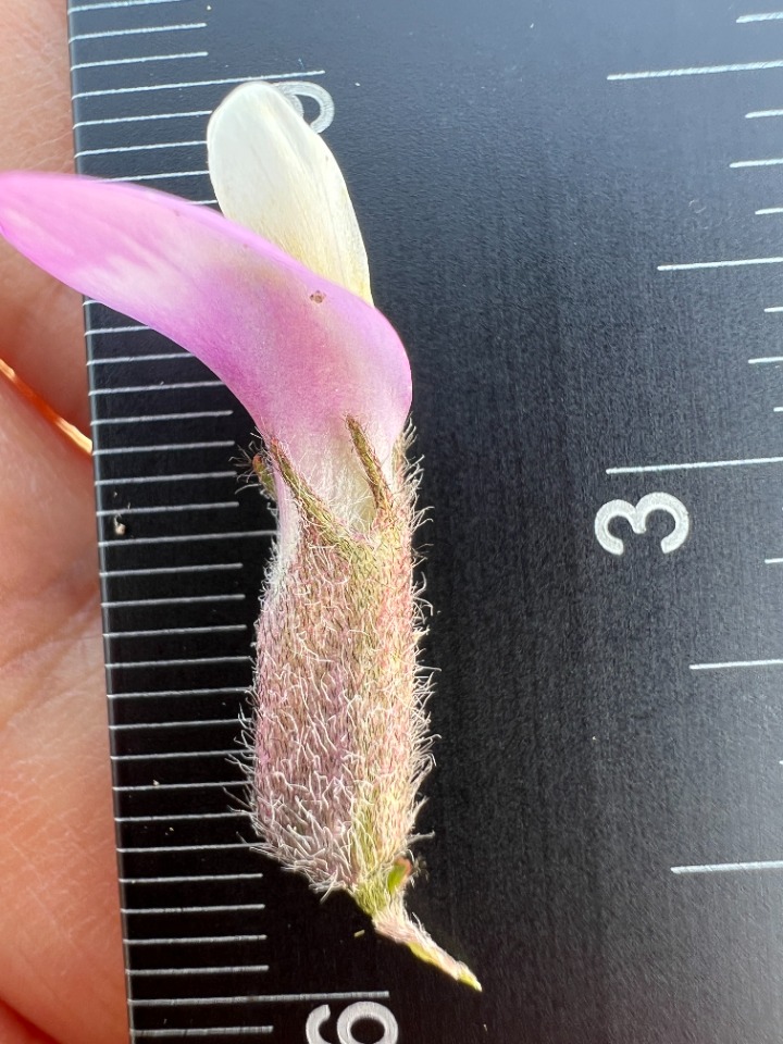 Astragalus nitidissimus