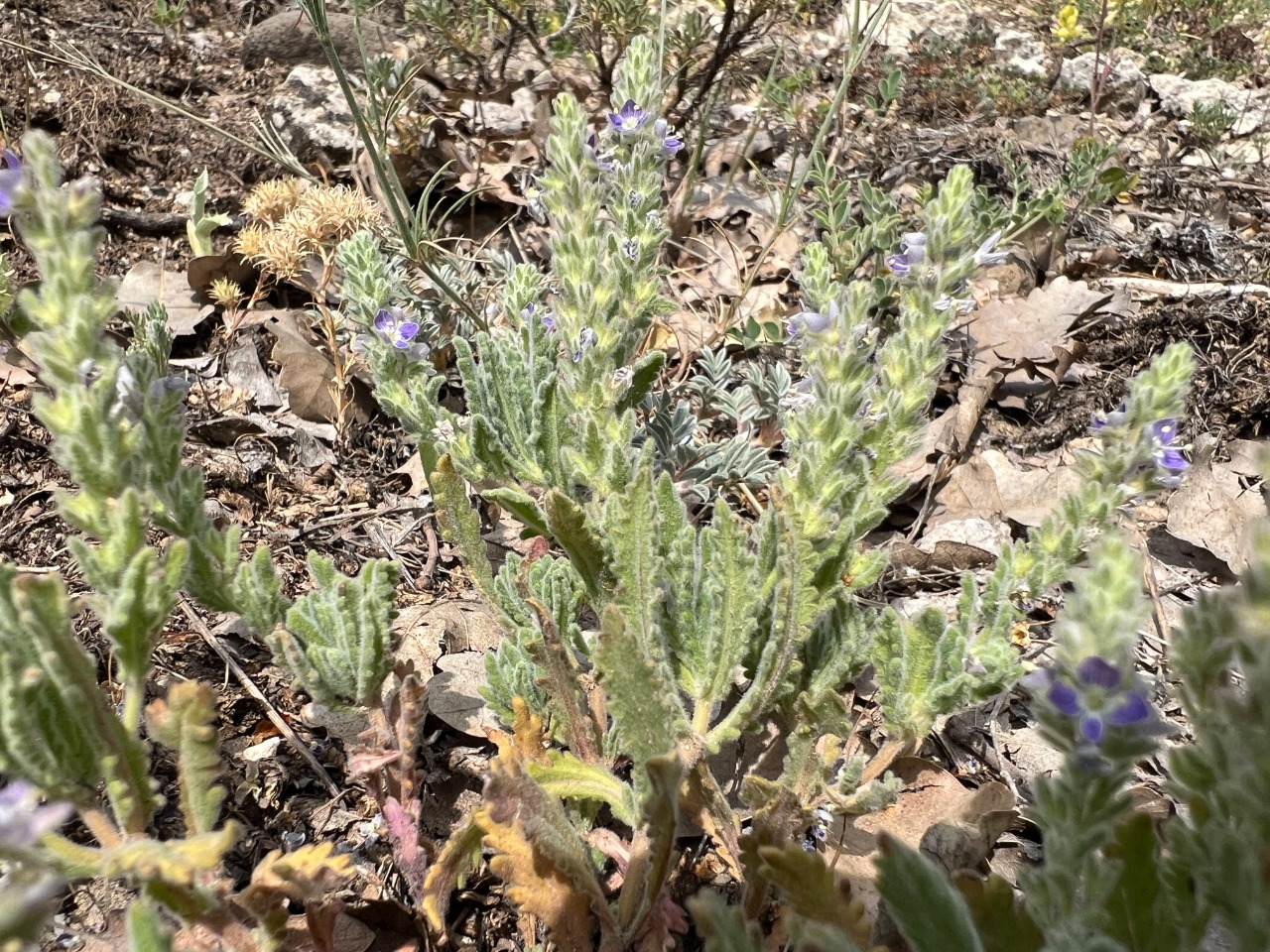 Veronica macrostachya subsp. sorgerae
