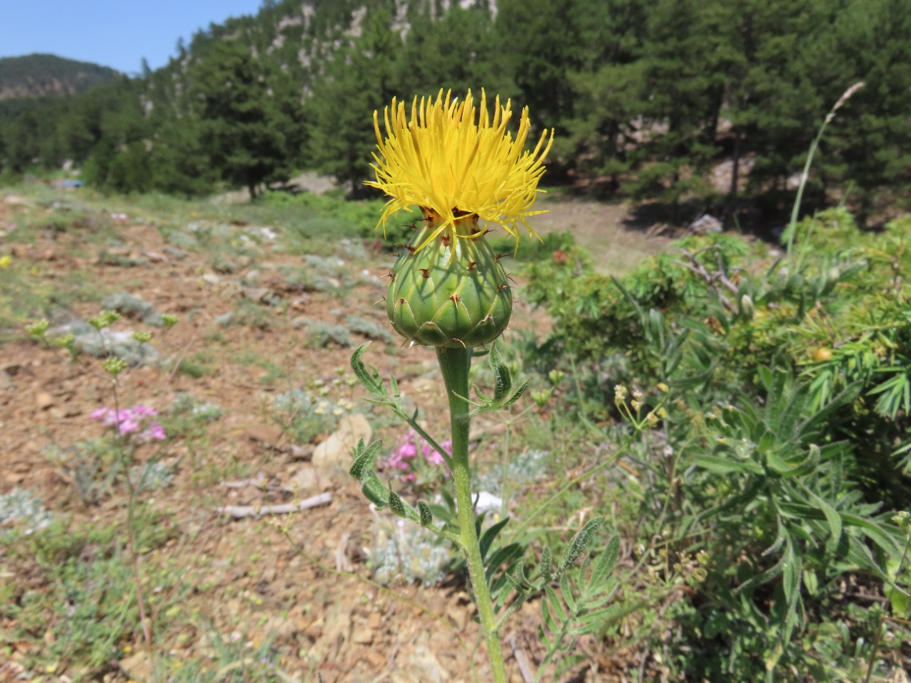 Centaurea antitauri