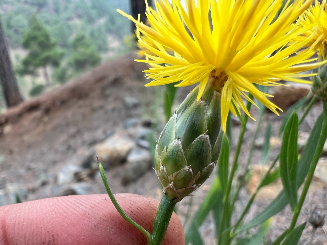 Centaurea ptosimopappoides