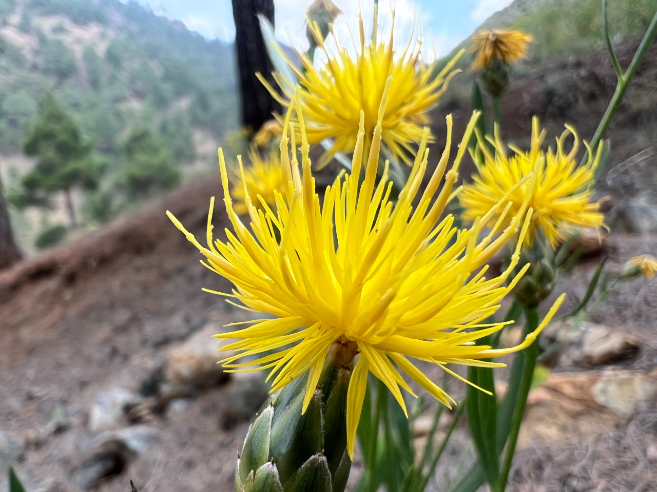 Centaurea ptosimopappoides