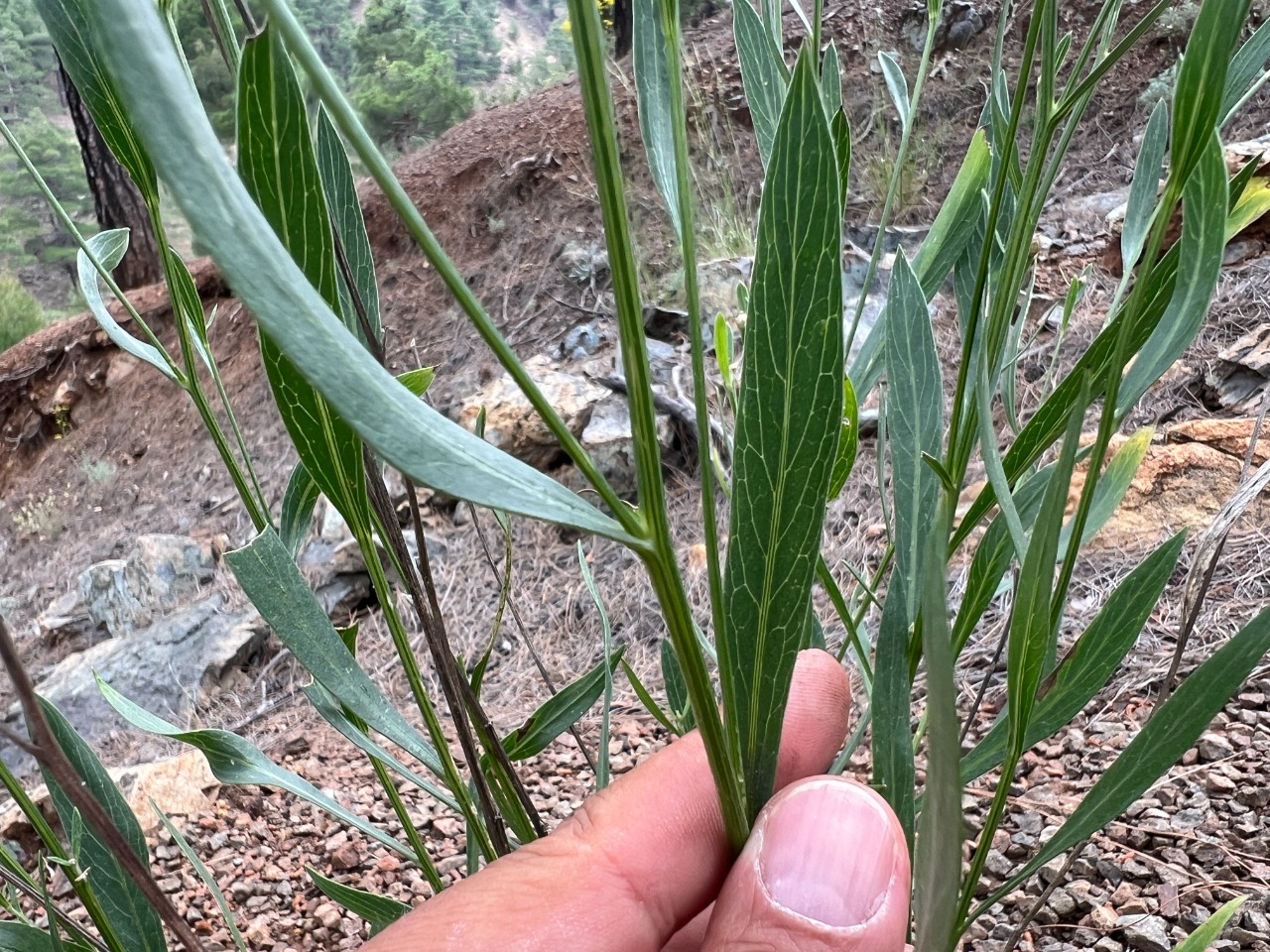 Centaurea ptosimopappoides