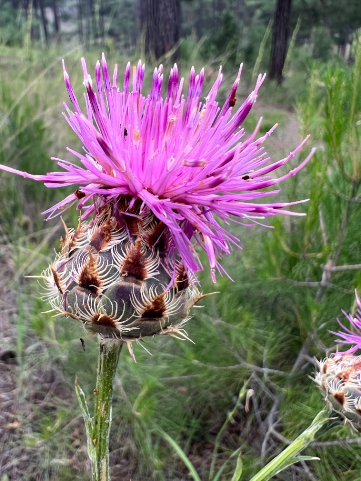 Centaurea regia subsp. cynarocephala