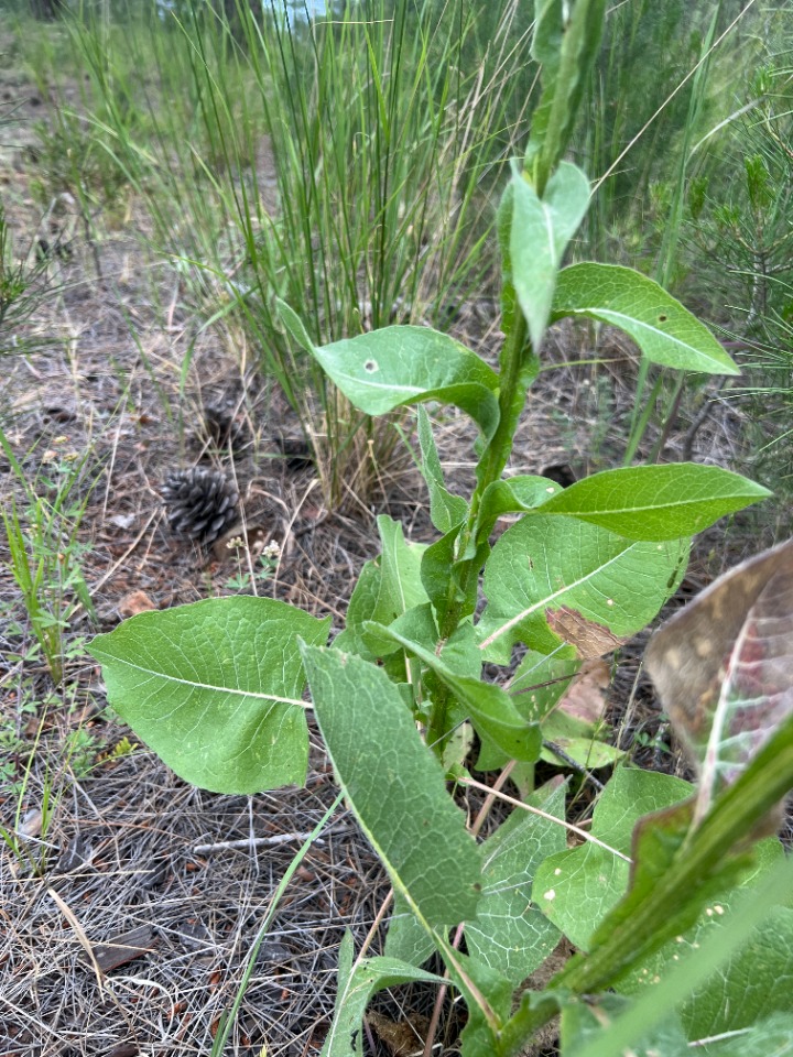 Centaurea regia subsp. cynarocephala